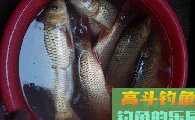 鲫鱼鲤鱼草鱼都爱吃的饵料配方，自制简单成本低