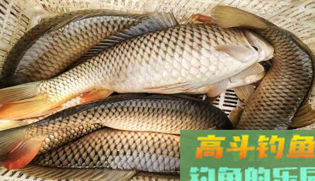 无意间得到一套钓草鱼的饵料配方，分享给钓友