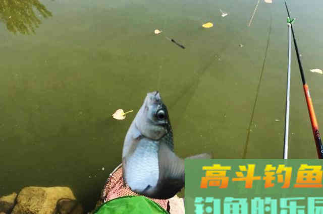 窝内有鱼不开口！是饵料不对路？