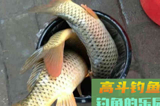 中秋过后，用玉米粒制作的鲤鱼鱼饵配方，效果好