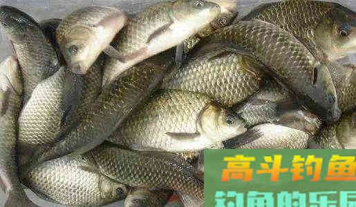 钓点鱼泡不断，窝子里鱼花四溅，就是没有鱼咬钩