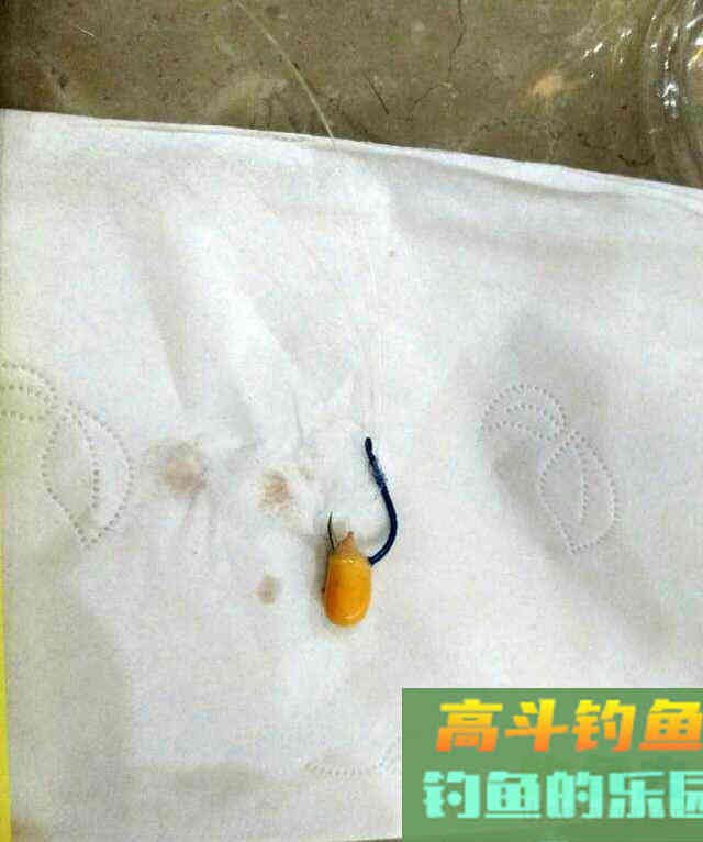 玉米粒窝料和钓饵的制作方法，特别适合大水面