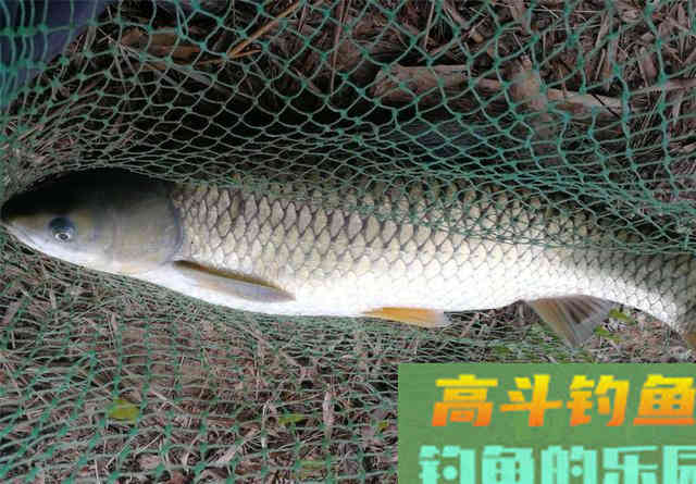 嫩玉米这样挂可大幅提高中鱼概率，不同的鱼用不同挂法