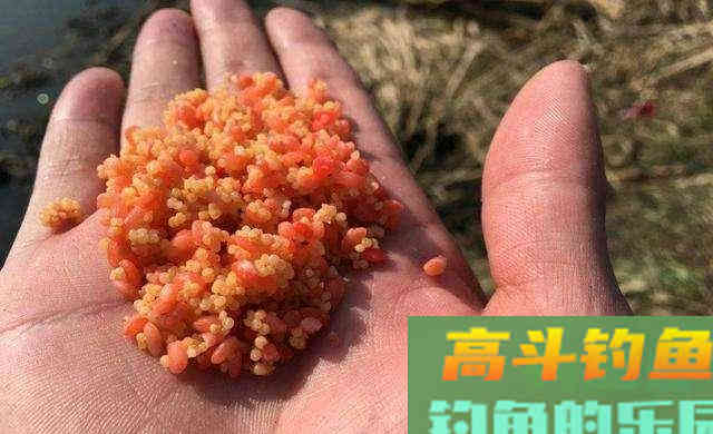 4种错误的打窝方式，浪费窝料还钓不到鱼