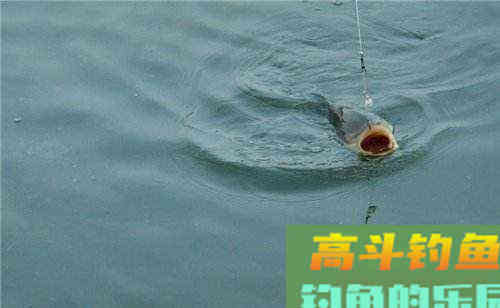 钓点鱼泡不断，窝子里鱼花四溅，就是没有鱼咬钩