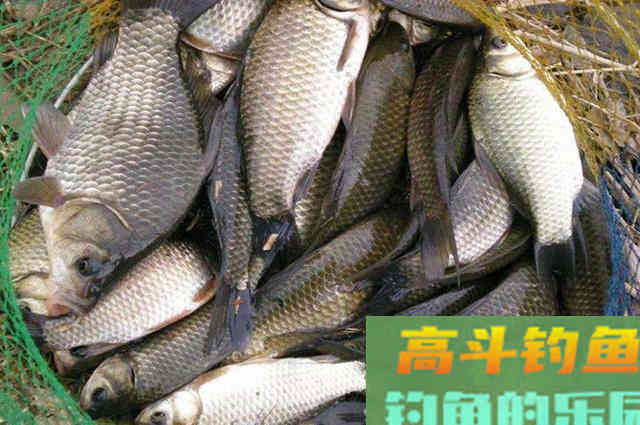 不会打窝的看过来，正确打窝用少量窝料诱多鱼