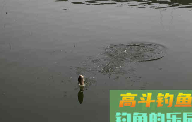 比蚯蚓还好的谷麦钓饵，用好了整个水库只有你爆护