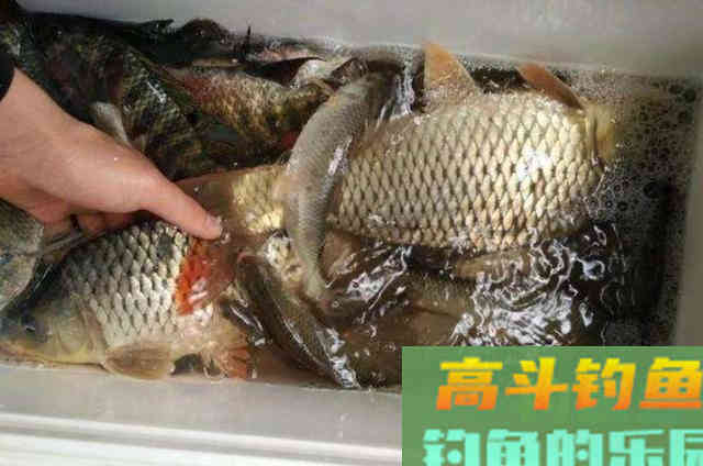 在冬天气温比较低的情况下，请记住的四个开饵技巧