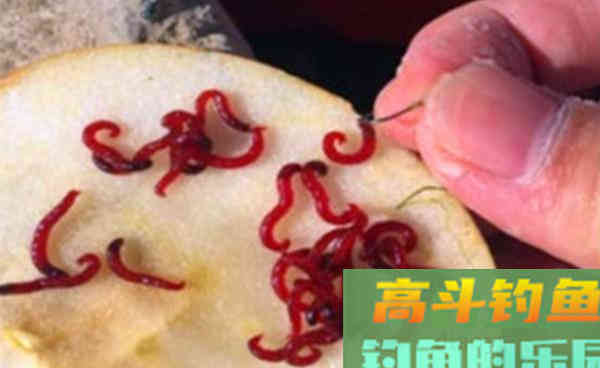 晚秋钓鲫鱼，红虫饵料的4种挂钩方法，助你连竿