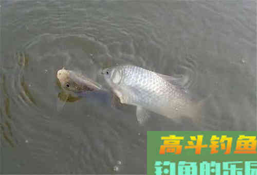 饵料味型很重要，但千万也别忽略饵料的状态