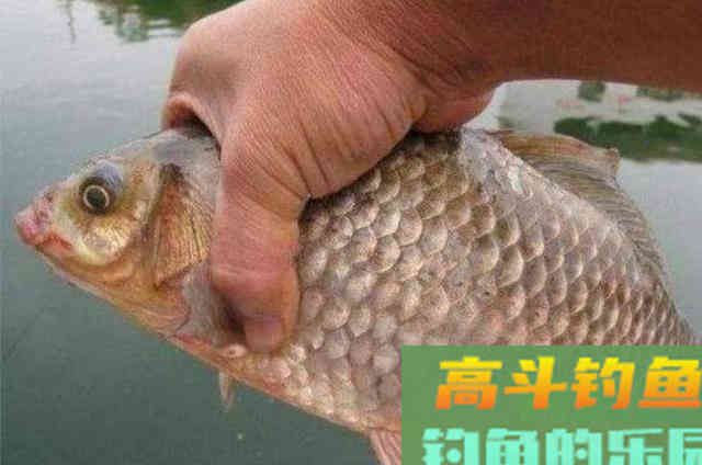 天气热，对付,鲫鲤鱼就得用这饵