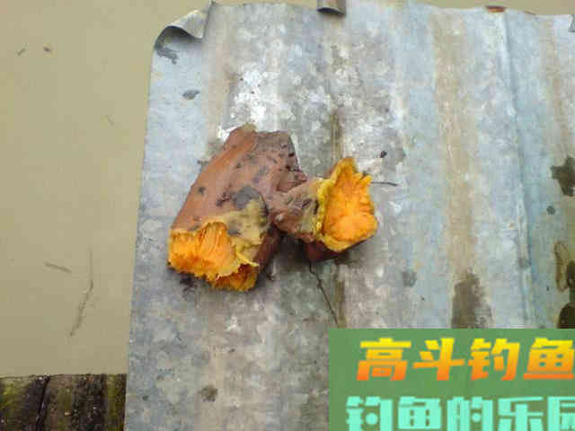 如何用红薯制作钓鱼饵料？特别适合秋天野钓鲤鱼