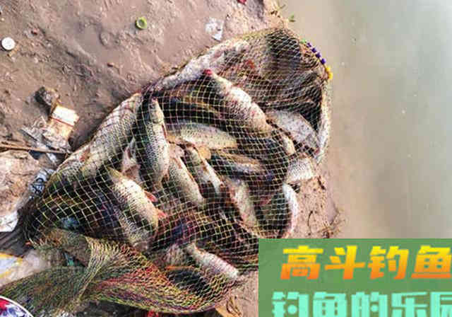 自制窝料配方分享，入水聚鱼快后劲足