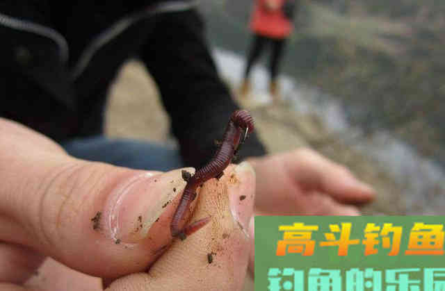 在现在这个难上鱼的季节里，要从饵料上下功夫