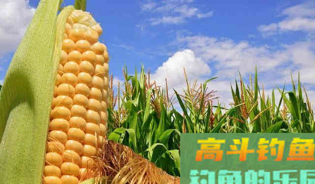 嫩玉米钓鱼需不需要煮熟？野钓客告诉你！