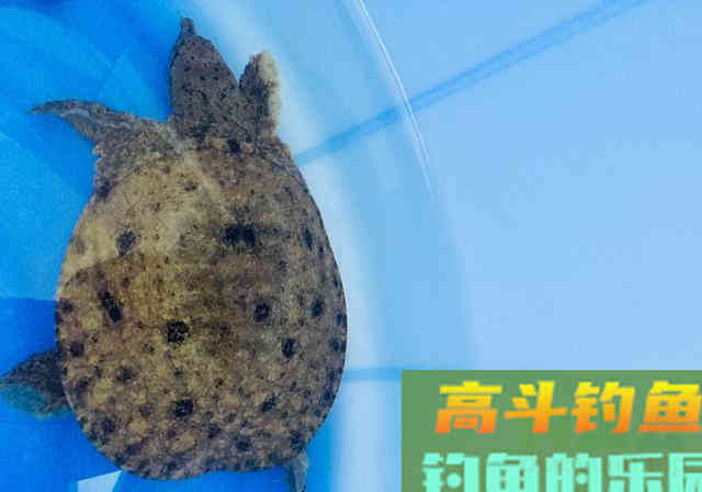 防止杂鱼闹的饵料，只要一块钱，能钓各种鱼