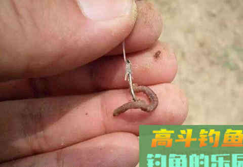 只有活饵动态诱鱼吗？商品饵动态诱鱼效果差？