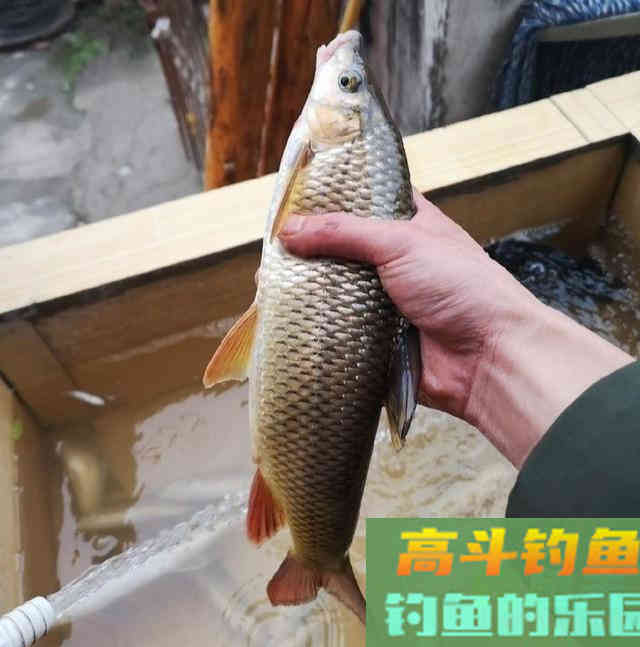 探钓细鳞鱼，用蚯蚓作钓名贵赤尾鱼