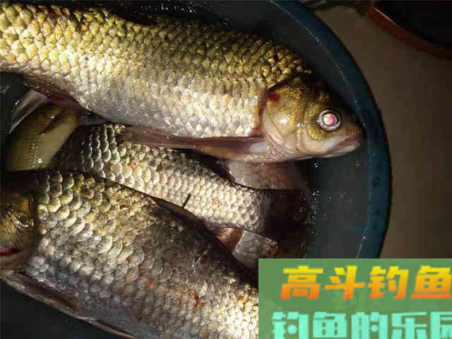 强效诱鱼自制酒米配方分享，诱鱼能力鲜有能比