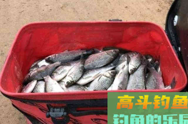 一提蚯蚓饵，我就只服这高端用法，百试百灵