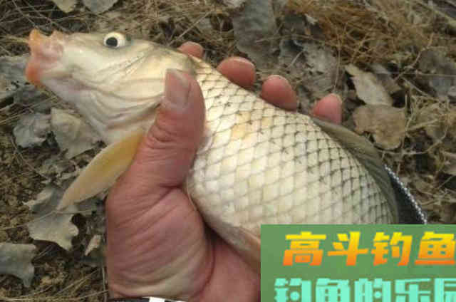 利用蚯蚓钓鱼时，加一些辅料的效果