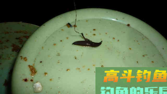 野生鱼儿可不一定喜欢渔具店里卖的饵，得看水里有啥