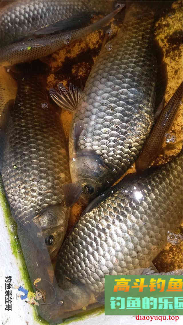 野钓饵料大盘点，看完后自己做能为你省不少钱