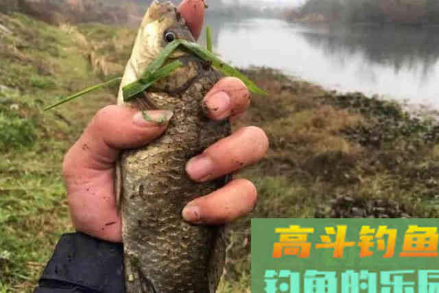 为什么打了窝子，守一天一条鱼也钓不到？