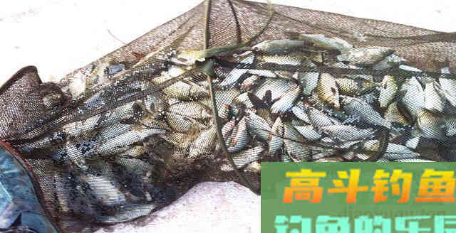 自制钓鱼酒米配方分享，感兴趣的拿走