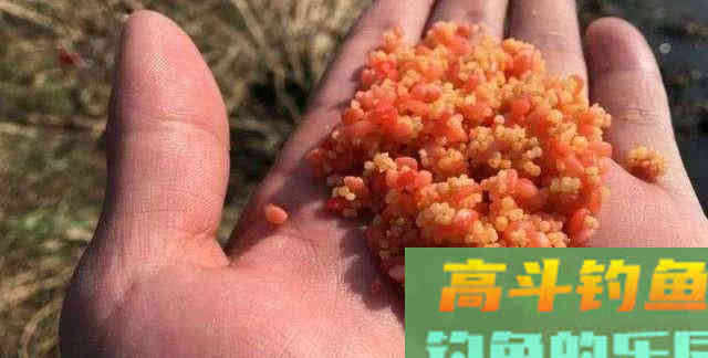 按照春季的打窝方式，钓夏季的鱼，收获差不能怪别人