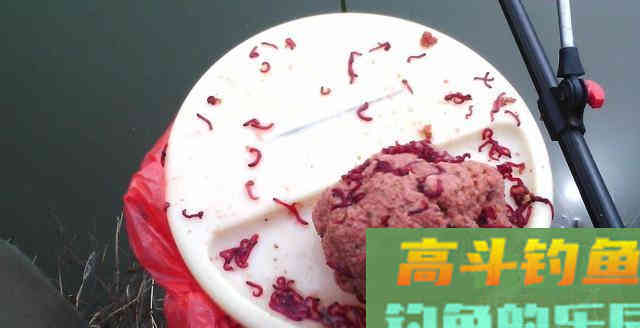 冬季钓鱼如何妙用红虫？总结完只剩4个好方法