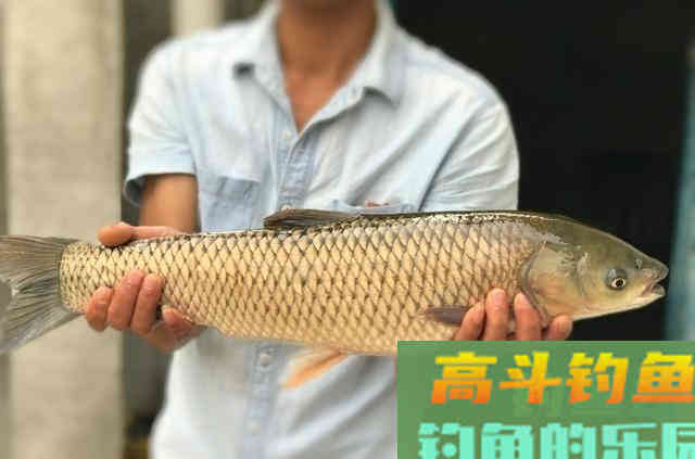 饭粒只要加此物，钓鲫鲤草变得很容易