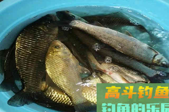 用枸杞做钓饵，鲫鲤草鳊鱼通杀