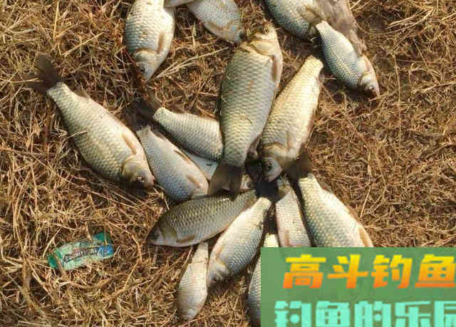 酒米窝料制作的方法，以及需要钓友牢记的一些高级用法
