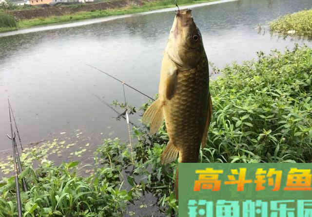 野钓你喜欢用蚯蚓吗？这些关于蚯蚓的小常识知多少