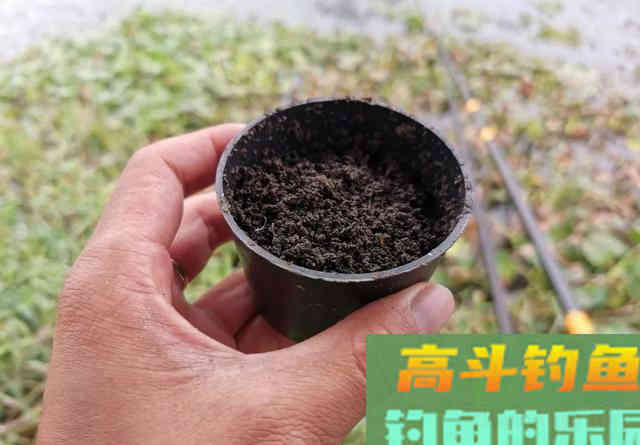 冬季钓鲫鱼3种好用虫饵，蚯蚓钓不上鱼，试试另外2种