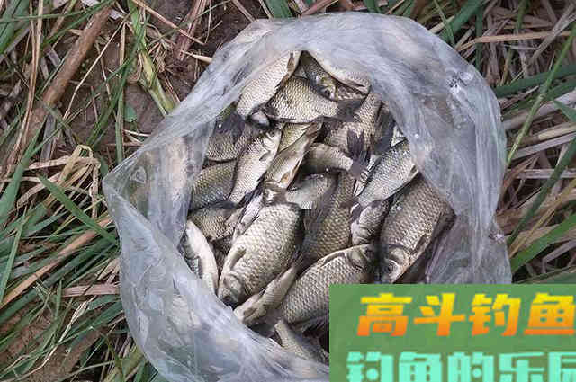 特效诱鱼小药配方分享，垂钓鲫鱼鲤鱼必备，黑坑野钓都能用