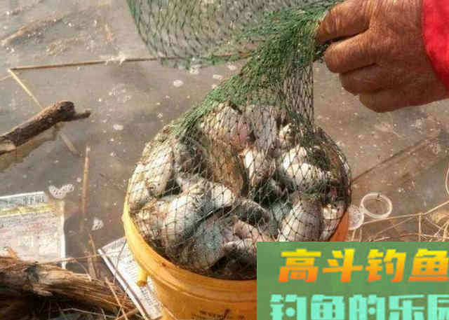 用鸡饲料加工成特效鲫鱼饵的3种方式，比小药好用