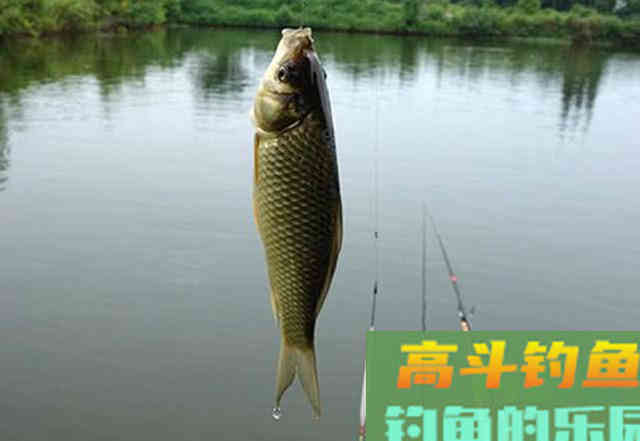 饵料之中为什么要加盐？很多钓鱼人都不知道是什么原理