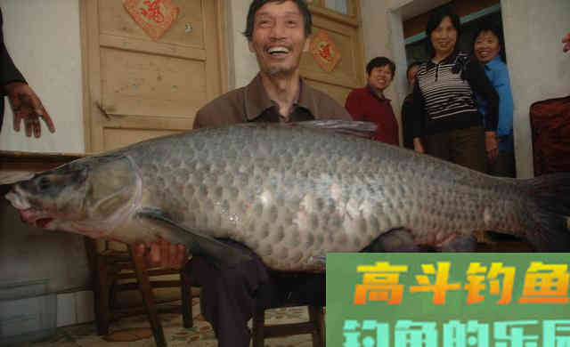 为什么大鱼喜欢吃粗粮？从体型、生存聊选饵之道