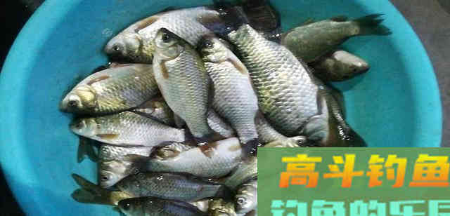 别再单开野战蓝鲫了，试这几种升级用法，连杆不难