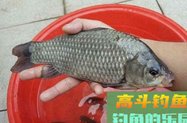 钓鱼小药我就只服这4种，简单实用又省钱