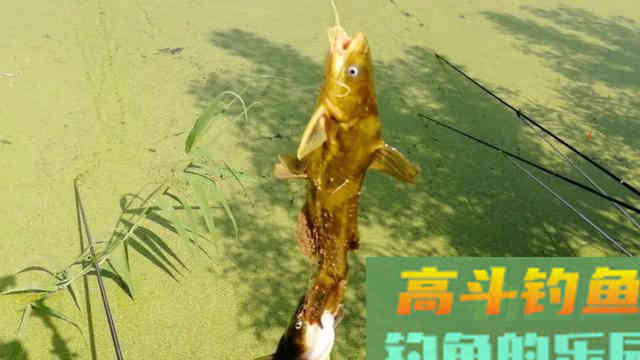钓鱼遇到这种浮萍烂叶塘，直接使用蚯蚓这样钓