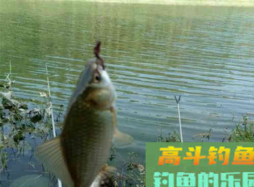 冬季水温低野钓该如何打窝？学会三招野钓发窝快