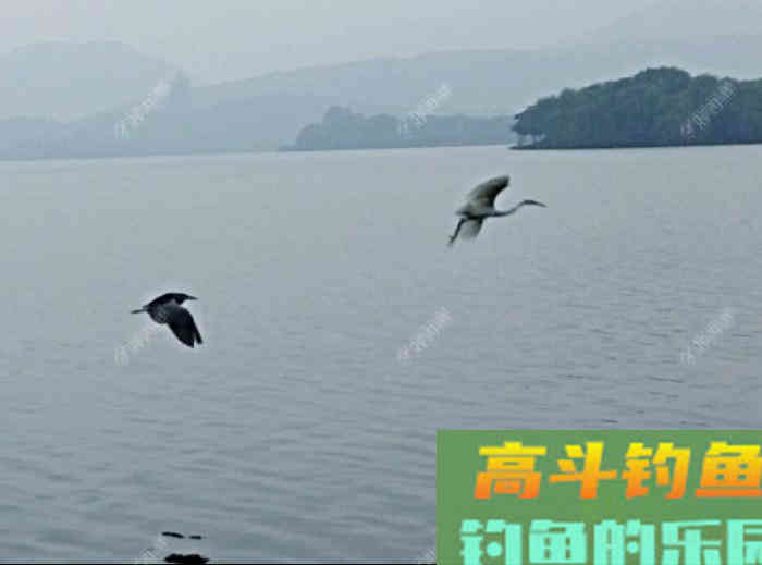 从打窝的种类与利弊，到材料的味型分析，教你打窝