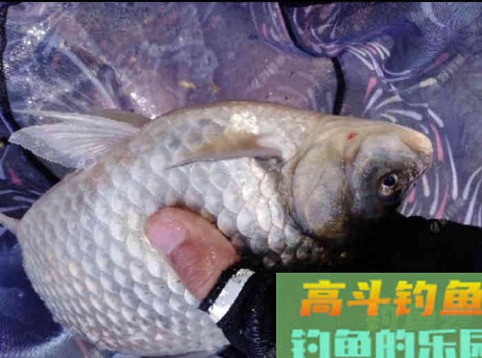 从打窝的种类与利弊，到材料的味型分析，教你打窝