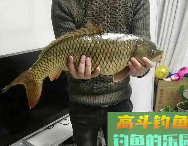 自制鲤鱼窝料，钓获一条8斤的鲤鱼，大板鲫鱼