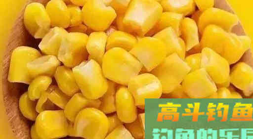 秋天钓鲤鱼的饵料，我最爱用这4种分享给你
