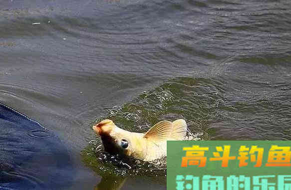 维生素是如何诱鱼的