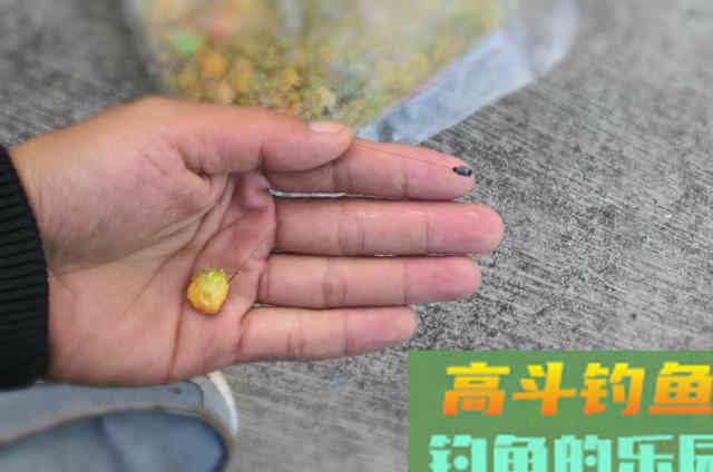 玉米饵钓鱼，有的狂拉，有的人没口，为什么？